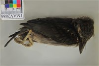 藏品(五色鳥)的圖片